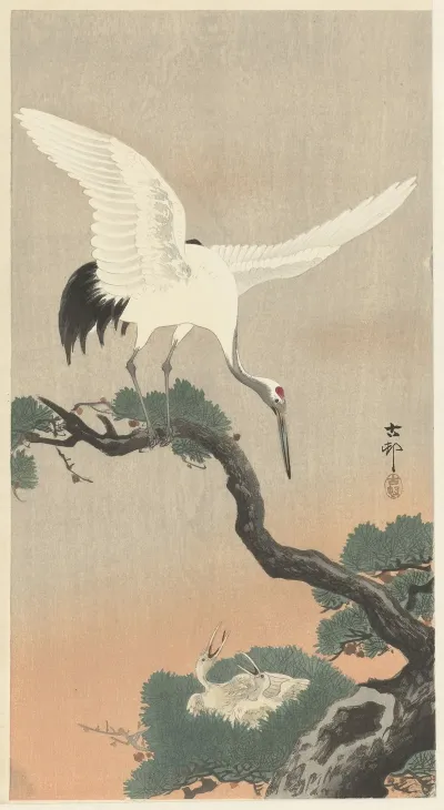 Japanese Common Crane On Branch Of Pine