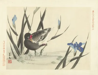 Japanese Iris And Common Moorhen