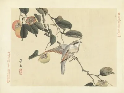 Japanese Persimmon And Bull Headed Shrike