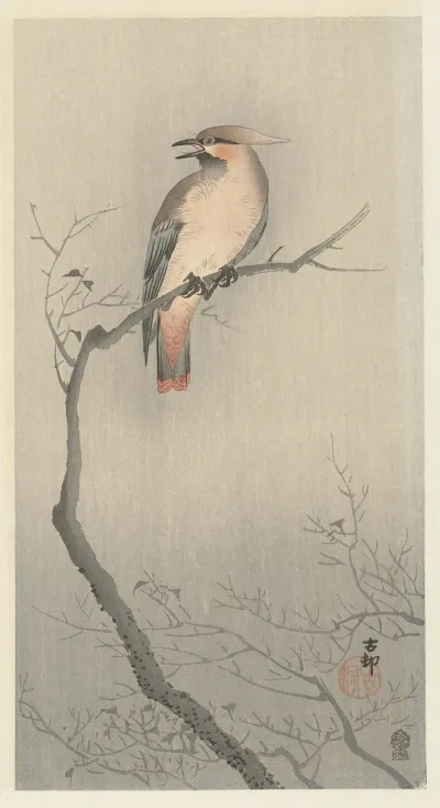 Japanese Waxwing On Branch