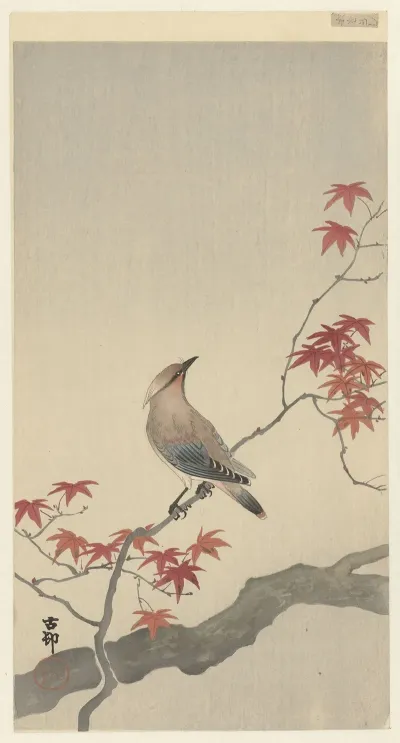 Japanese Waxwing On Maple