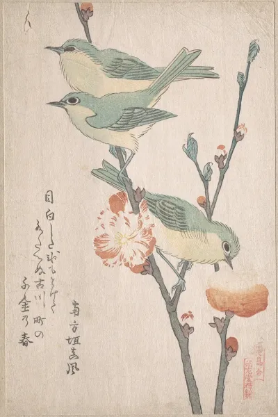 Japanese White Eyes On A Branch Of Peach Tree