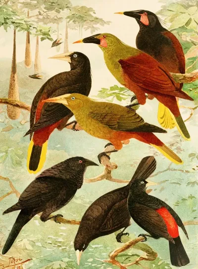 Japus Irauna Guache