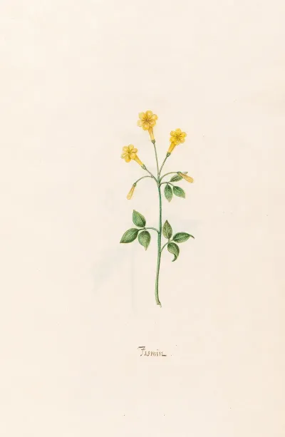 Jasmin