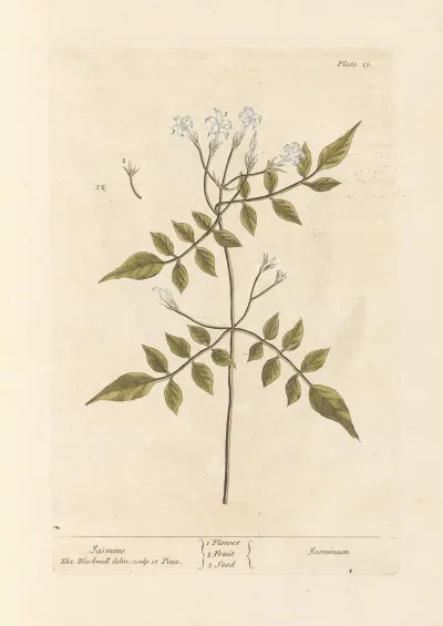 Jasmine 12