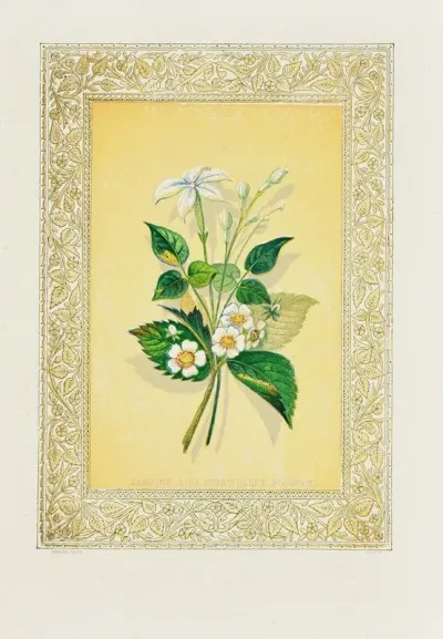 Jasmine And Strawberry Blossom