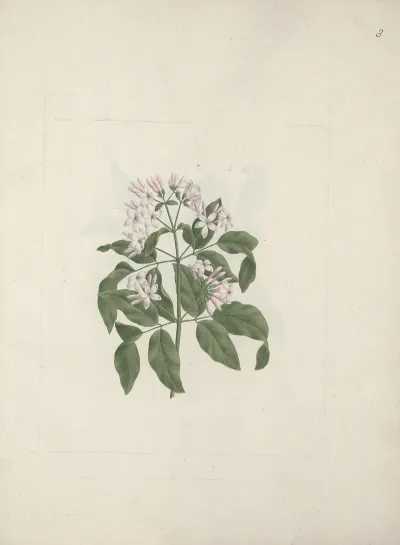 Jasminum Abyssinicum Dc Ethiopian Jasmine