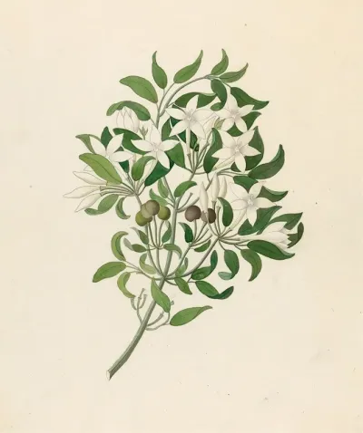 Jasminum Angulare