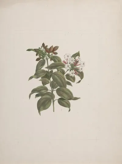 Jasminum Dichotomun Vahl African Jasmine