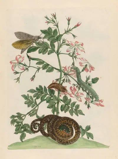 Jasminum Grandiflorum 2