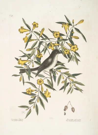 Jasminum Luteumthe Yellow Jessamy Muscicapa Nigrescens The Blackcap Flycatcher