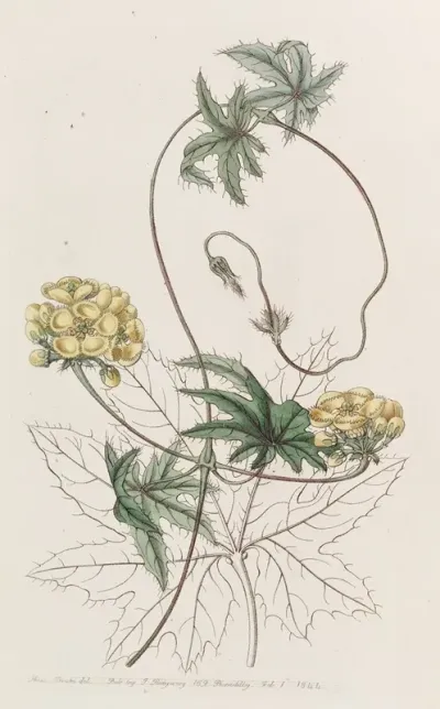 Jatropha Leaved Stigmaphyllon