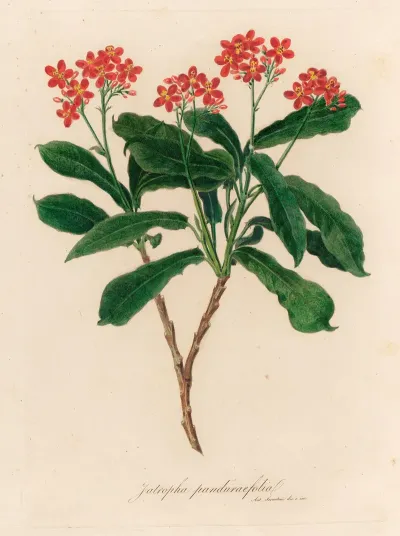Jatropha Panduraefolia