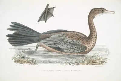 Javan Cormorant Crabo Carbo Javannica