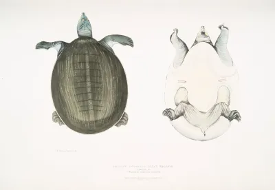 Javan Trionyx Trionyx Javanicus