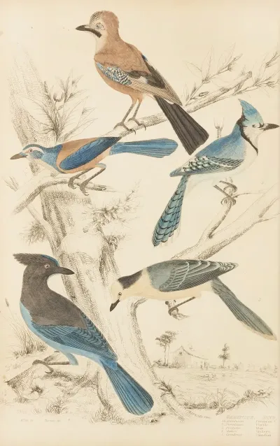 Jays 3