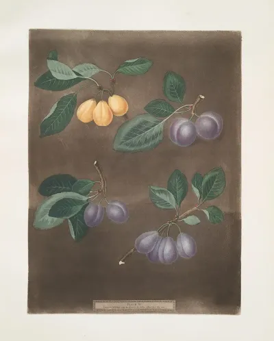 Jean Hative Morocco Precos De Tour And The Purple Hative Plums