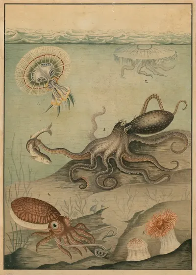 Jellyfish Octopus Squid