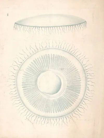 Jellyfish