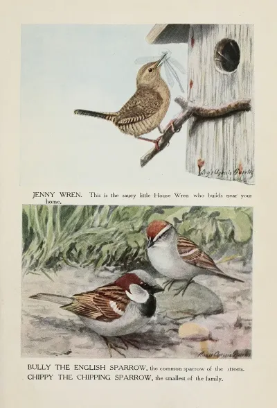 Jenny Wren Bully The English Sparrow Chippy The Chipping Sparrow