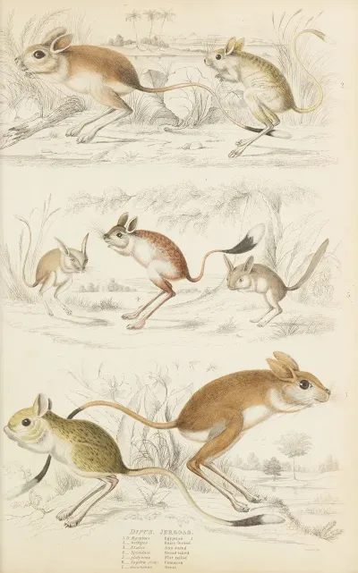 Jerboas