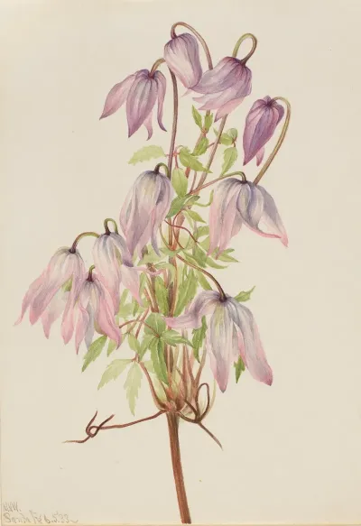 Jicarilla Clematis Pseudoalpina
