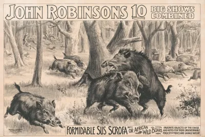 John Robinsons 10 Big Shows Combined Formidable Sus Scrofa Or African Wild Boars