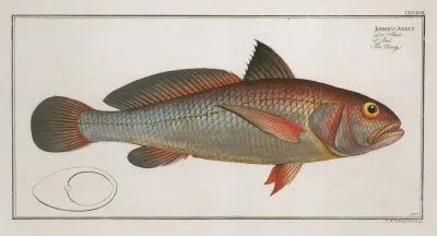 Johnius Aneus The Aney