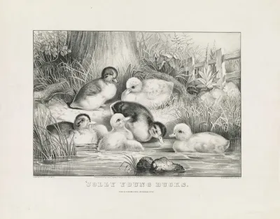 Jolly Young Ducks