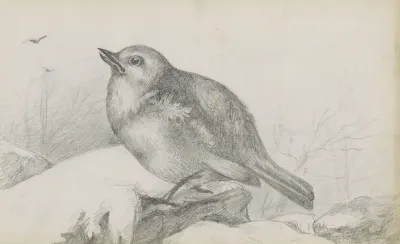 Jonge Vogel Op Een Steen