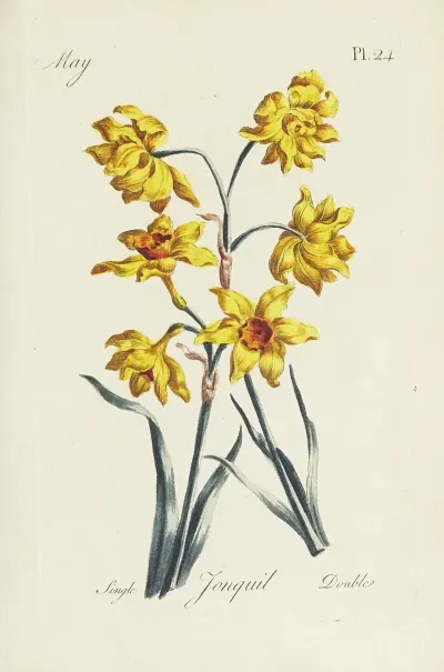 Jonquil