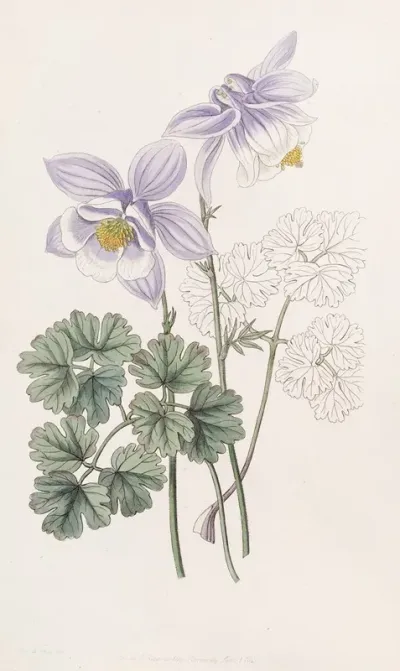 Joyous Colombine