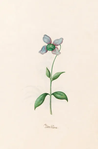 Juden Blume