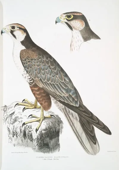 Jugger Falcon Falco Jugger 1 Male 2 Female Natural Size