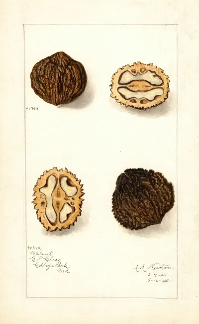 Juglans 2