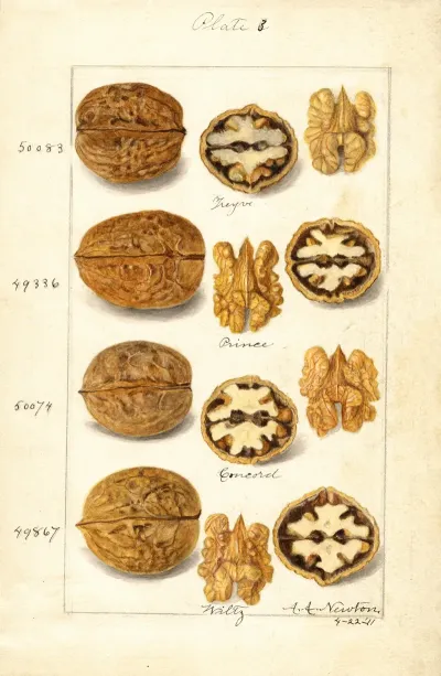 Juglans 3
