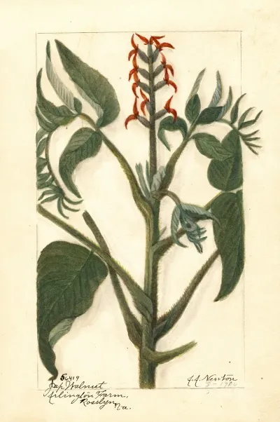 Juglans Ailantifolia