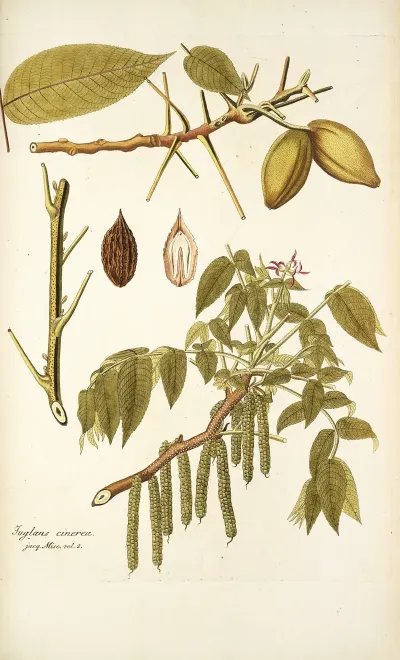 Juglans Cinerea
