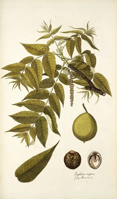 Juglans Nigra
