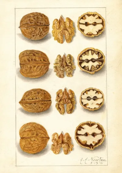 Juglans