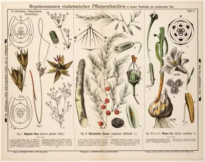Juncus Glaucus Asparagus Officinalis Lilium Canditum Zeegroene Rus Asperge Turkse Lelie