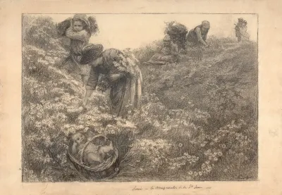 June The Daisies Of The Saint John