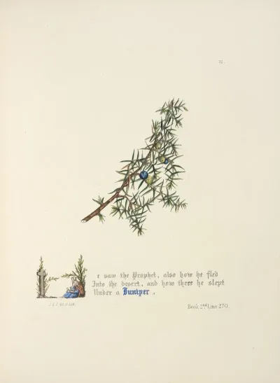 Juniper 2