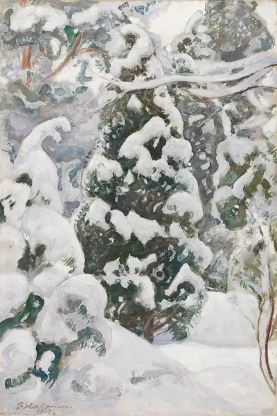 Juniper Tree In Snow