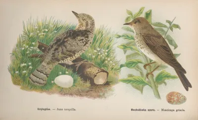 Junx Torquilla Muscicapa Grisola