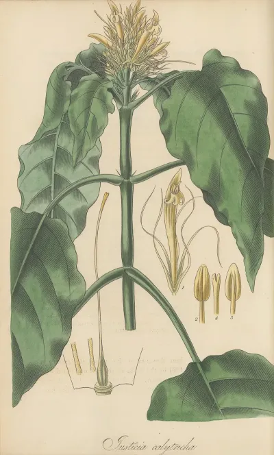 Justicia Calytricha