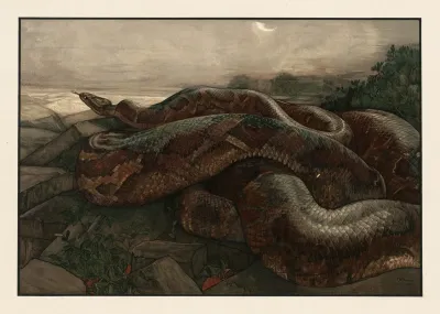 Kaa The Python 2