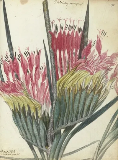 Kaapse Bloem