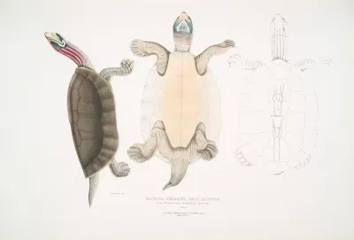 Kachuga Terrapin Emys Kachuga