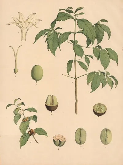 Kaffeebaum